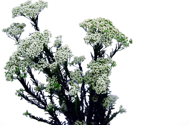 ライスフラワー　プリザーブド・ホワイト　18296