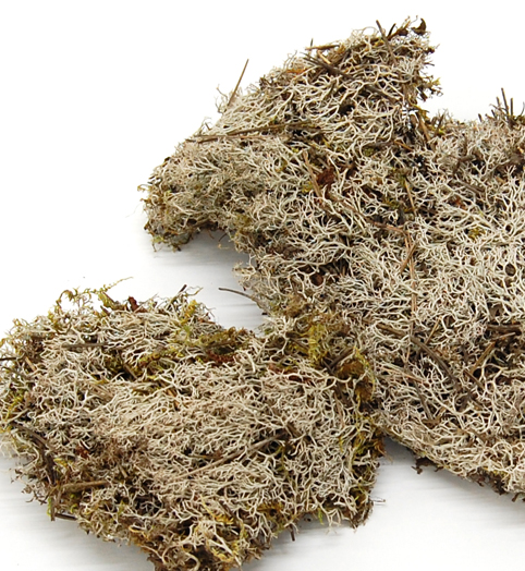 グレイトーンモス  ナチュラル