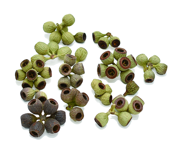 アンバーナッツヘッド　ナチュラル　18501