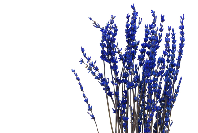 ラベンダー・プリザーブド ブルー　18601