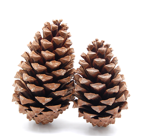 マリティマコーン　ナチュラル