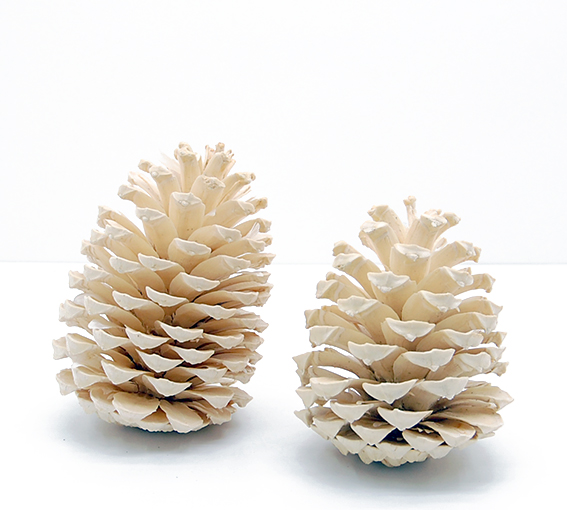 マリティマコーン　サラシ　18617