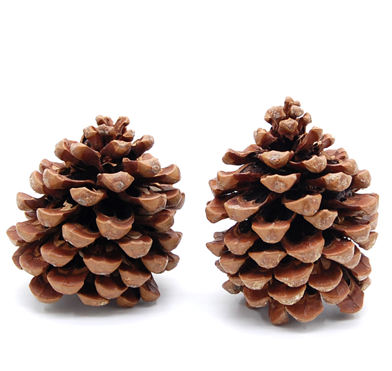 ピネアコーン　ナチュラル