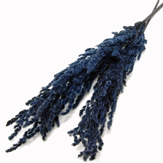 ジャイアント・エリアンサス　ブラック