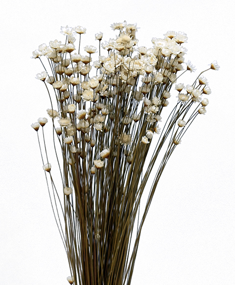 スターフラワー　ナチュラル　18653