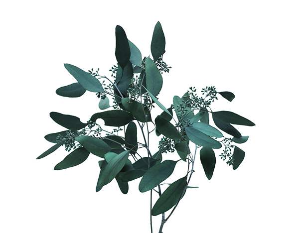 ユーカリ実付き　グリーン　18663