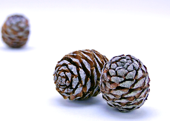 ムイリーヘッド  ナチュラル