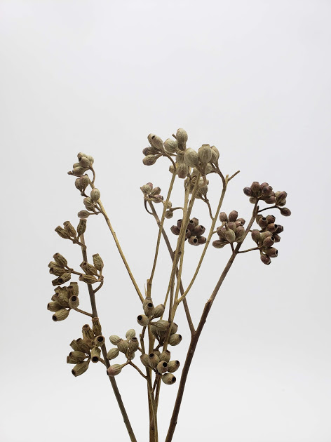 ユーカリクラスター・ブランチ小　ナチュラル