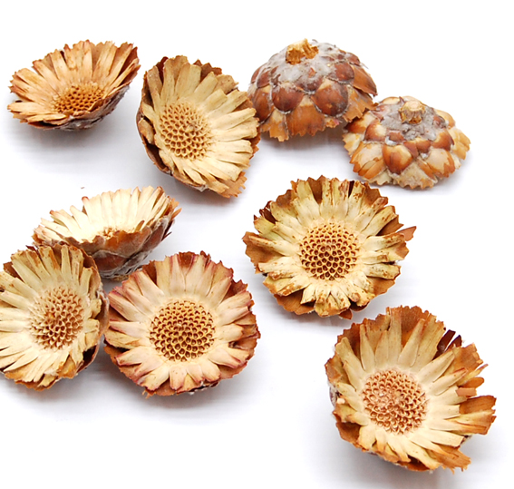 クリームコンパクターヘッド　ナチュラル