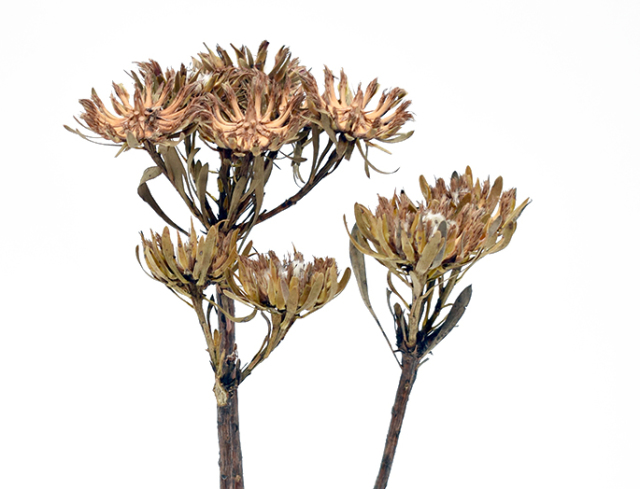 オーレックス　ナチュラル