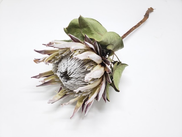 キング・プロテア　ナチュラル