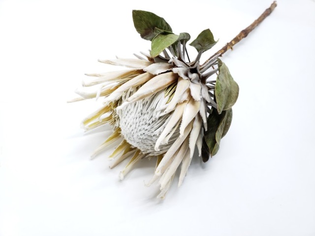 キング・プロティアS  ナチュラルホワイト