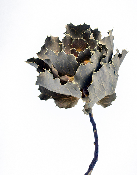 ハケア・ビクトリア  ナチュラル