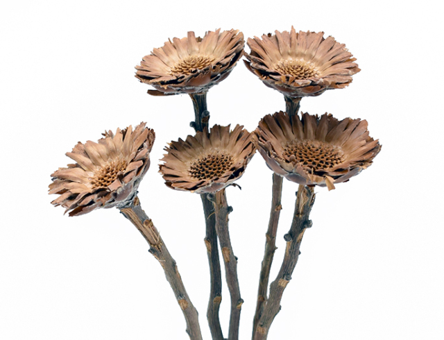 コンパクターフラワー　ナチュラル