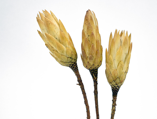 リペンズ  クリーム