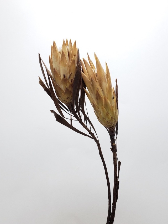 リペンズ・リーフ付き　クリーム　18874