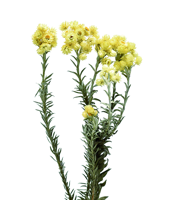 エバーラスティング・スニージーズ　N.イエロー　18884