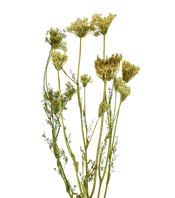 アピアレス　ナチュラル　18889