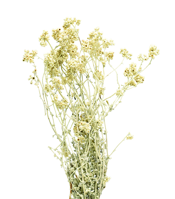 クリスパム　ナチュラル　18890