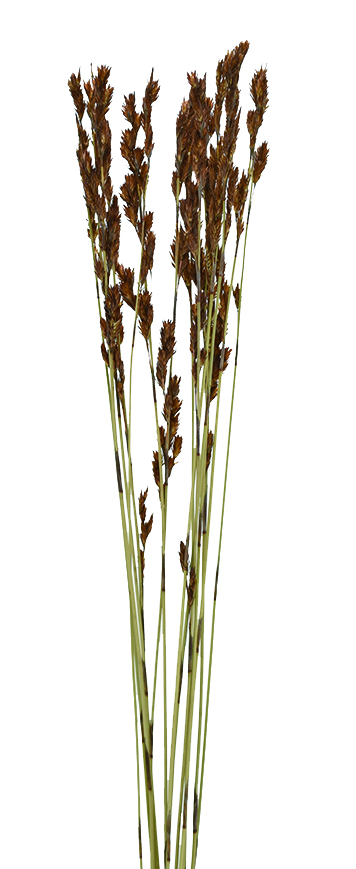 サッチーリード　ナチュラル　18893