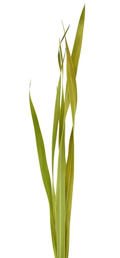 スネークリーフ　ナチュラル　18895