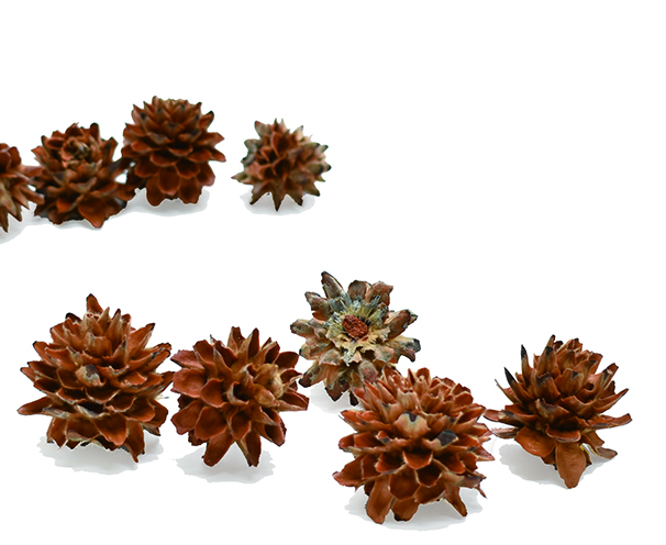 LDアルバムヘッド　ナチュラル　18897