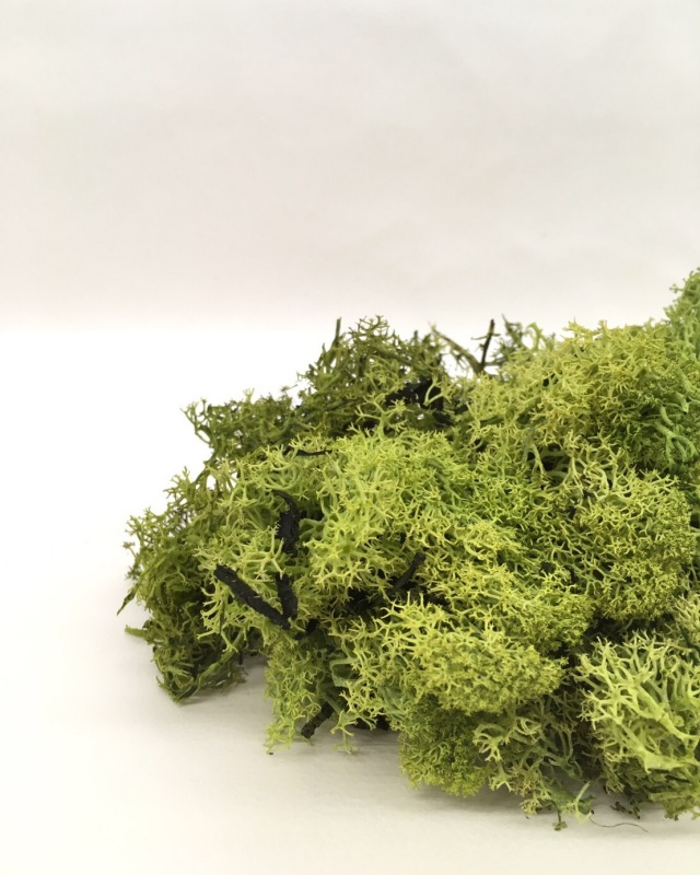 アイスランドモス　メイグリーン