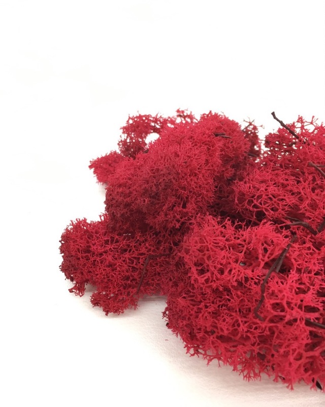 アイスランドモス　レッド