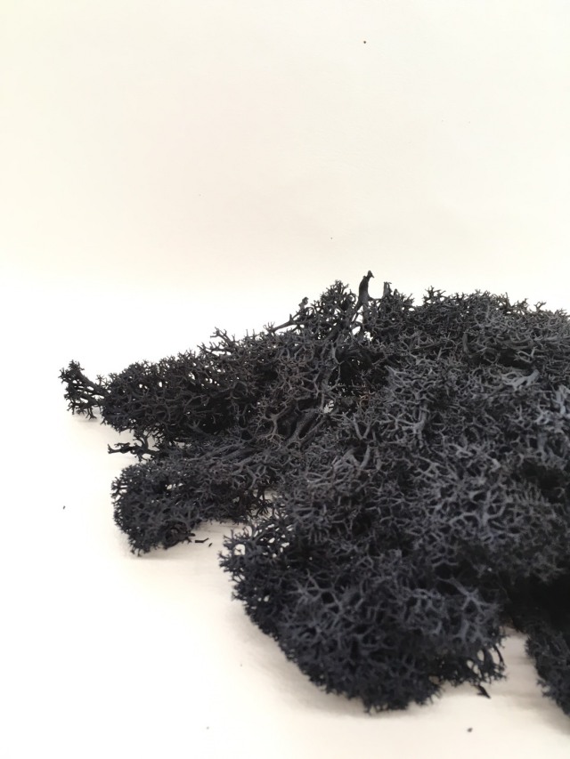 アイスランドモス　ブラック