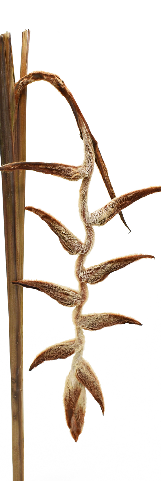 シーコン・ヘリコニアスペシャル　ナチュラル