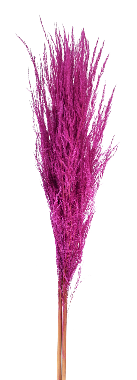 アンデスパンパス・ボディ＆ステム　ワイルドピンク　19704