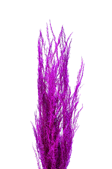 アンデスパンパス・ブランチ　ワイルドピンク　19710