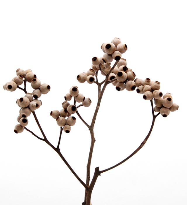 丸粒ユーカリ・ブランチ　ナチュラル