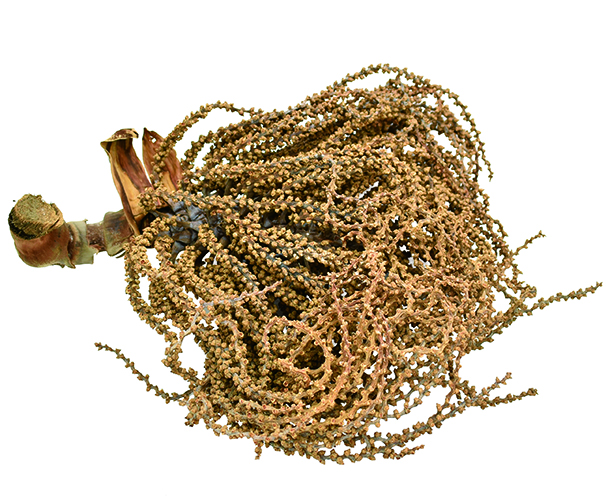 クジャクヤシ・カリオタ大 ナチュラル 19813 ドライフラワー卸売り販売