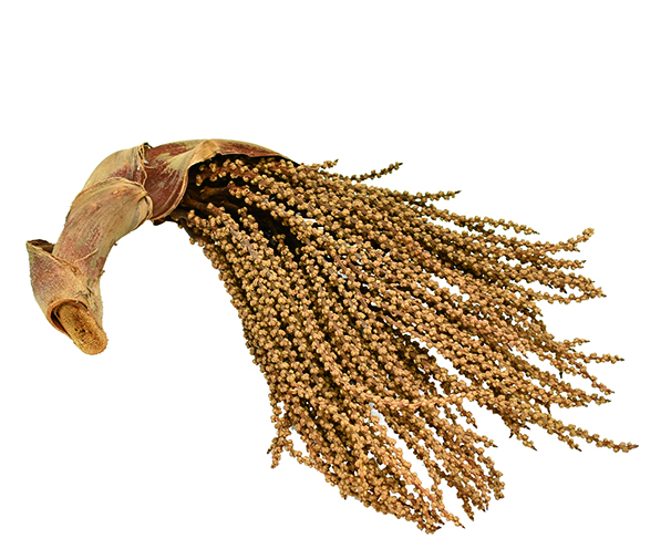 クジャクヤシ・カリオタ小 ナチュラル 19814 ドライフラワー卸売り販売