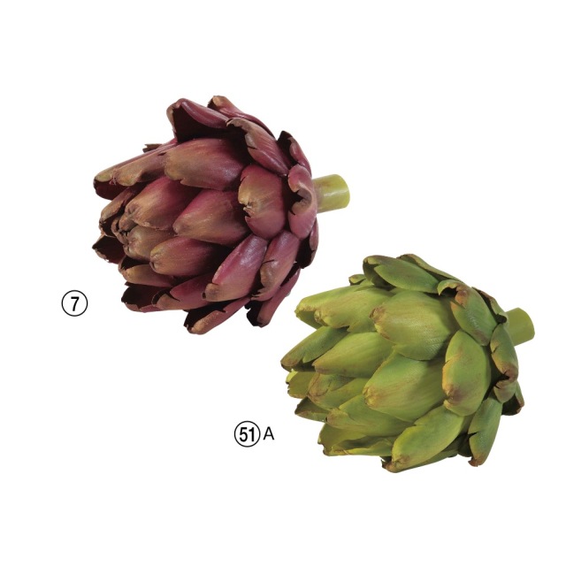アーティーチョーク　グリーン　A-20361-51A