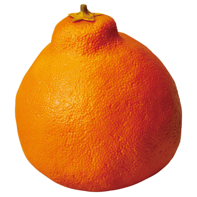 デコポン　A-20461-30