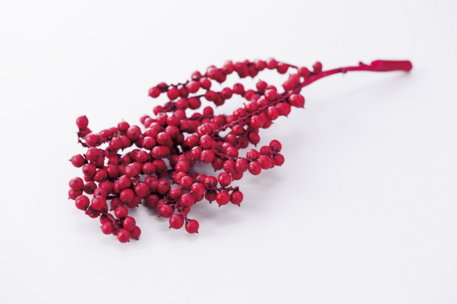 カネラ　レッド　22071-300