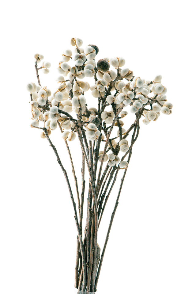 ナンキンハゼ　小　Ｎ　22231-000