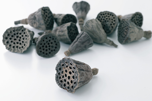 ミニハス・大・N　22411-000