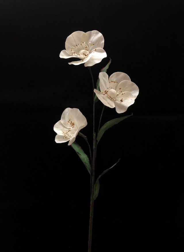 ソラステムゼラニウム　特別割引60％ＯＦＦ　240-01-072