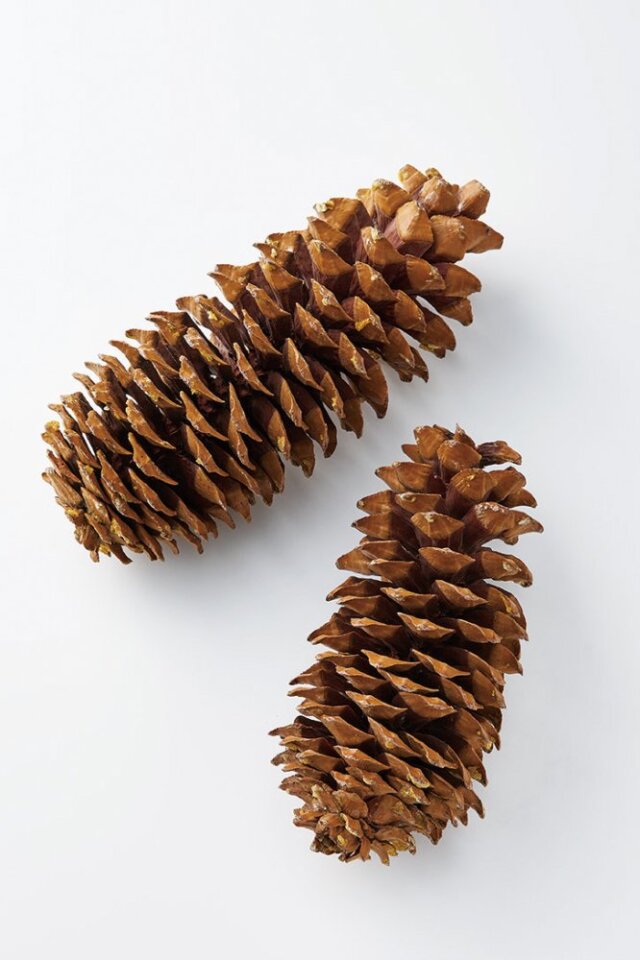 ミモザフライングリース　シュガーパインコーン　ホワイト ミモザフライングリース シュガーパインコーン ホワイト