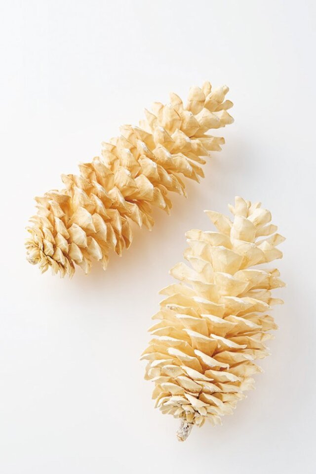 シュガーパインコーン　オフホワイト　24020-011