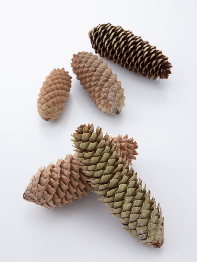 トウヒ(国産)　サイズアソート　N　24035-000