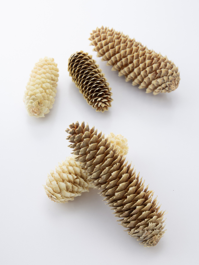 トウヒ(国産)　サイズアソート　ナチュラルベージュ　24035-031