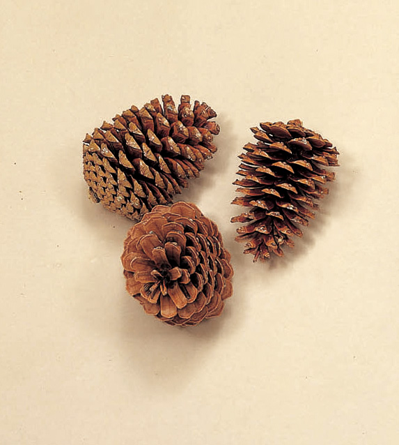 マリティマコーン N 24050-000