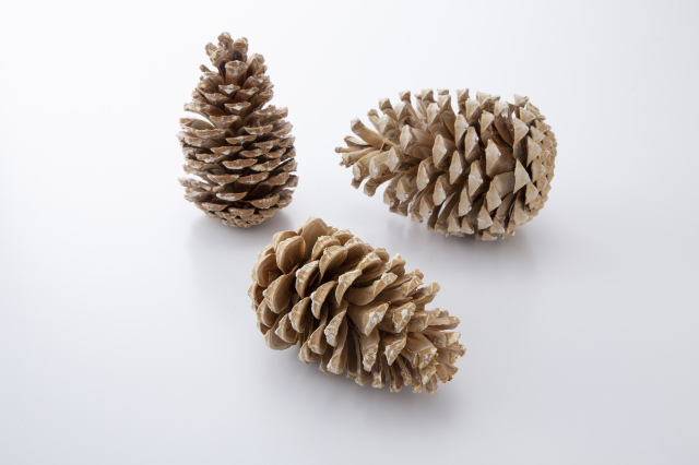 マリティマコーン 　ナチュラルベージュ　24050-031