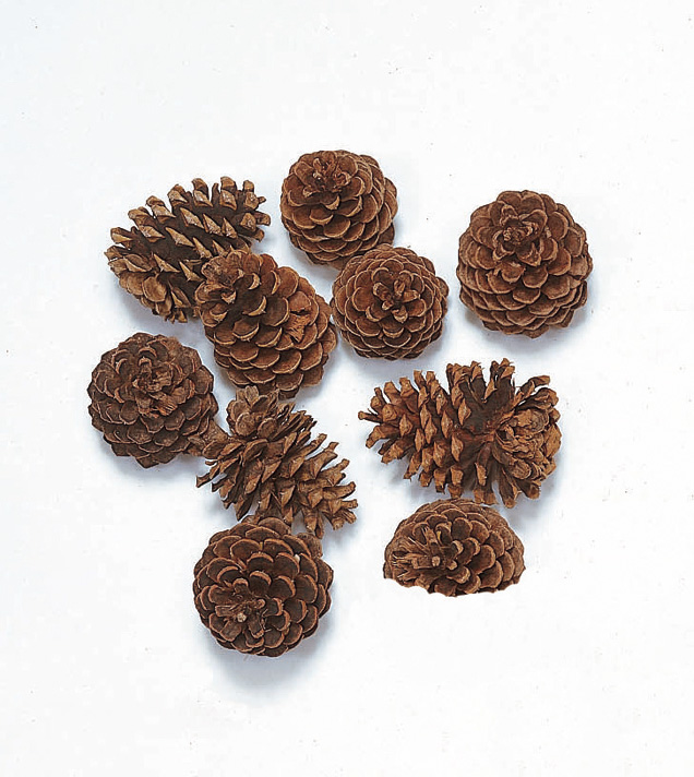 マックコーン　24080-000