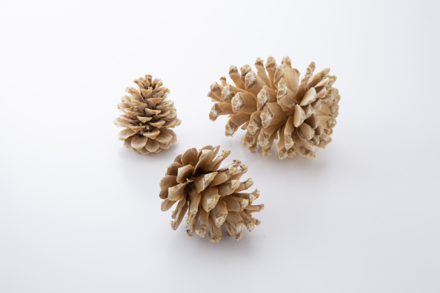 マックコーン　ナチュラルホワイト　24080-021