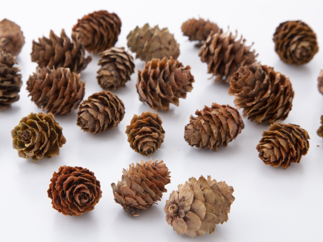 カラ松　　N　24121-000